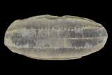 Fossil Fern (Pecopteris) Pos/Neg - Mazon Creek #121165-2